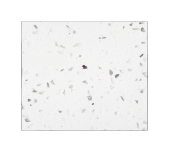 Cuarzo Star lite White | TROYSTONE