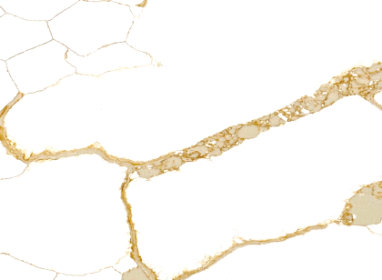 Calacatta vena de oro